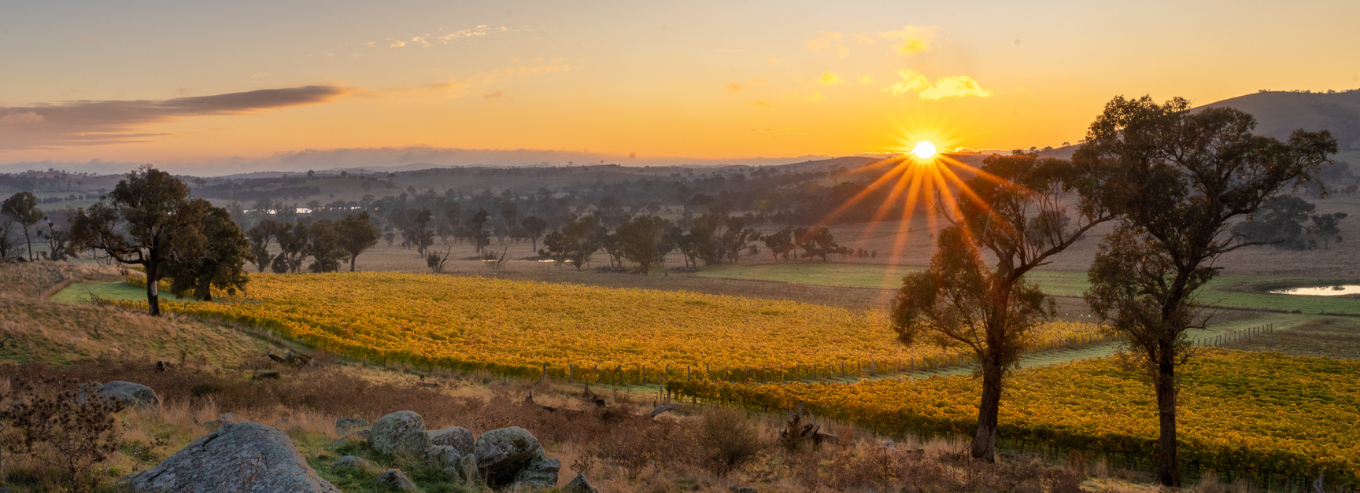 Sunset at Poachers Vineyard